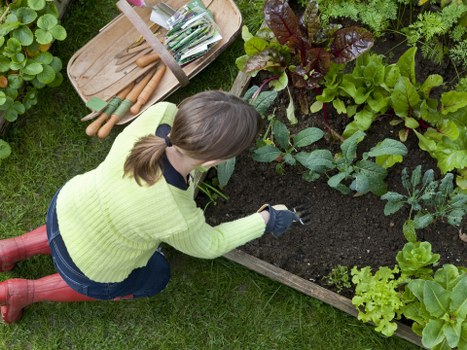 Professional hedge trimming service improving a residential garden in Eltham