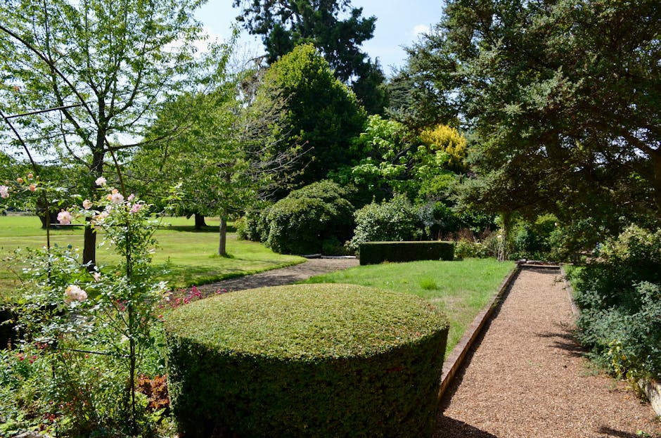A well-maintained garden scene featuring a neatly trimmed, rounded box hedge in the foreground, alongside a flowering shrub with soft pink blossoms on the left. The garden has a gravel pathway running