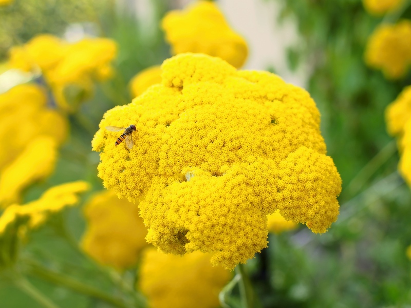 home plants